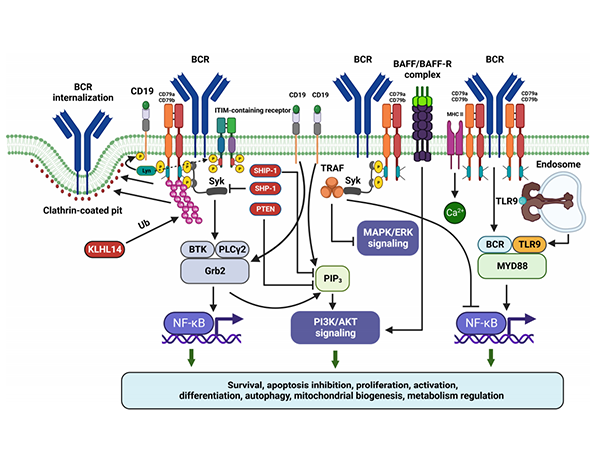 CD79B: An Emerging Target for the Diagnosis and Treatment of B-Cell-Related Diseases