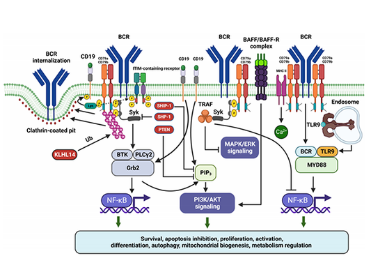 CD79B: An Emerging Target for the Diagnosis and Treatment of B-Cell-Related Diseases