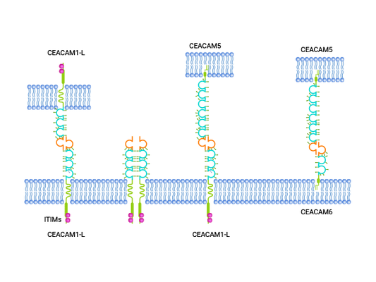 CEACAM6: A Rising Star in the Field of Tumor Diagnosis and Treatment