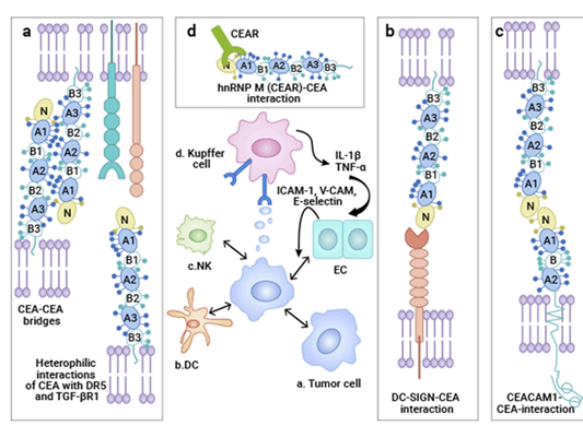 CEACAM5: A New Target for Tumor Immunotherapy