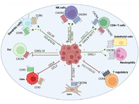 Entering the Family of Chemokines