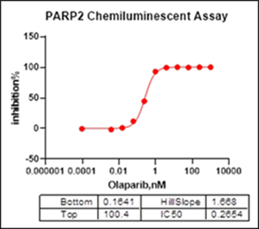 Comprehensive Analysis of PARP2: A Key Regulator in DNA Repair, Cancer, and Beyond