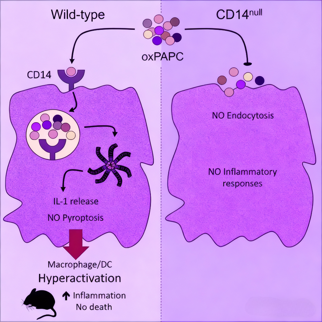 CD14 as a Key Regulator in Inflammatory Signaling and Lipid Transport
