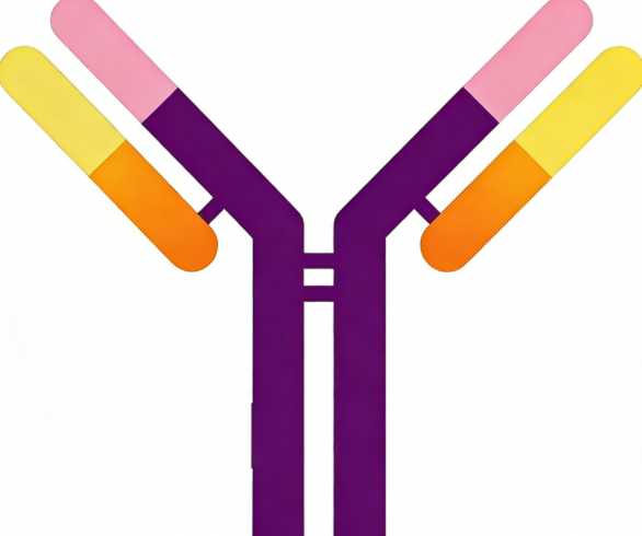 How to Achieve High-Efficiency Expression of Recombinant Antibodies?