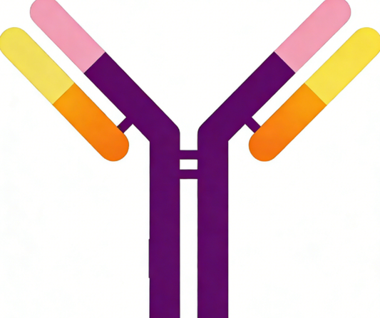 How to Achieve High-Efficiency Expression of Recombinant Antibodies?
