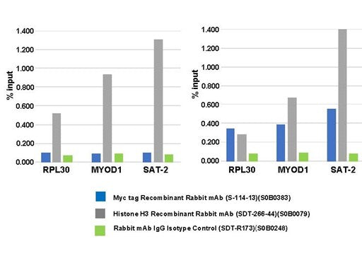 Recombinant Rabbit Monoclonal Antibodies: The Next-Generation Leader in Antibody Technology