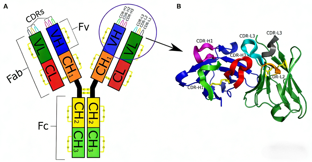 Co‑Evolutionary Patterns of Antibody Heavy and Light Chains in Functional Antibody Development
