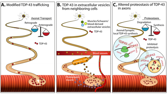 TDP-43 and ALS: Mechanistic Insights & ANT BIO PTE. LTD. Reagent Empowerment