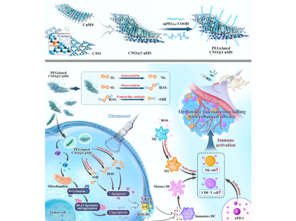 Dual-Defect Nitrogen-Rich Carbon Nitride-Based Heterostructural Nanocatalyst: A Groundbreaking Study on Remodeling the Tumor Immune Microenvironment