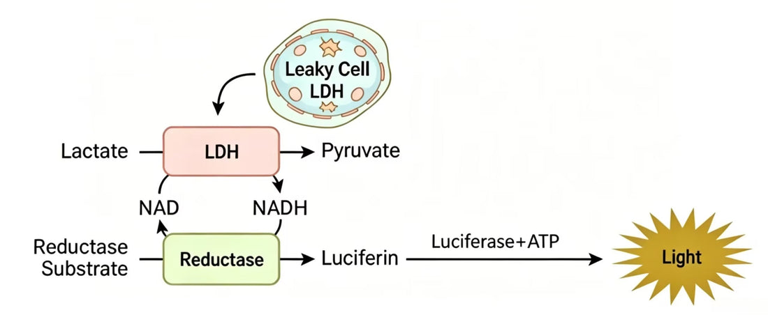 Comprehensive Cell Health Detection Solutions: Full Coverage of Cell Viability, Cytotoxicity and Apoptosis Analysis
