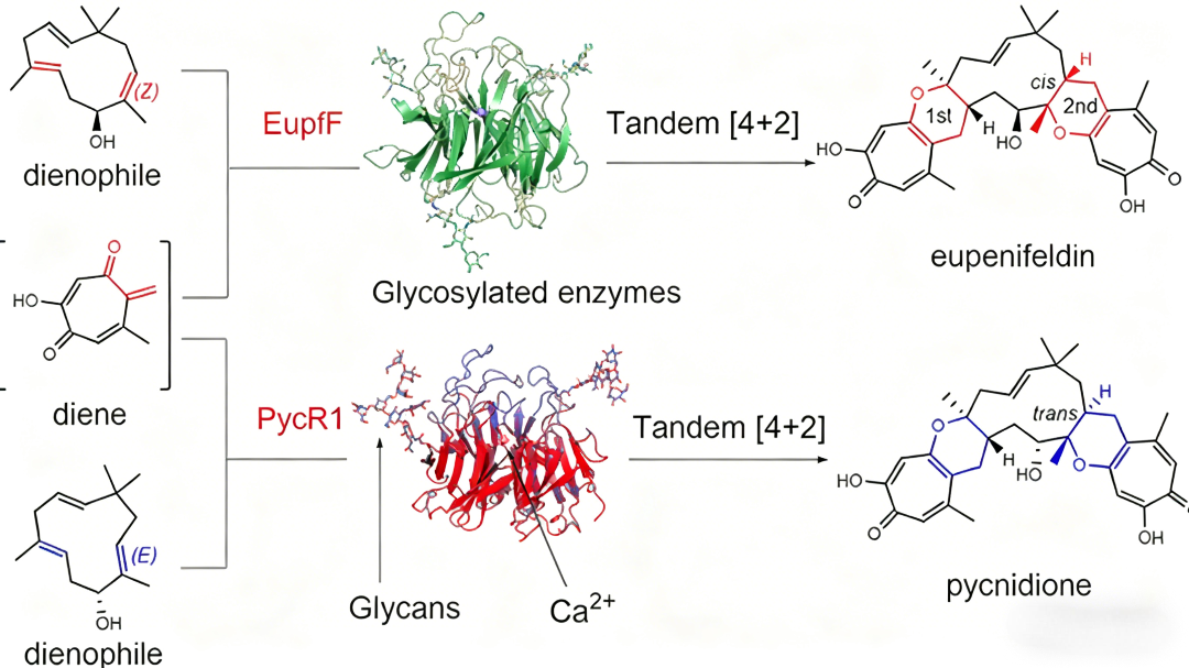 Glycosylation-Mediated Functional Remodeling of PYCR1 in Natural Product Biosynthesis
