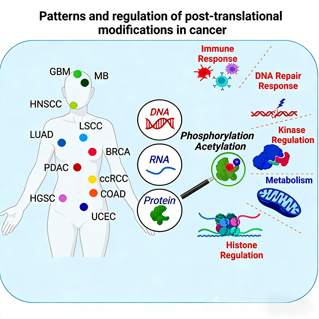 PanModification Antibodies Uncover Cancer Regulatory Codes