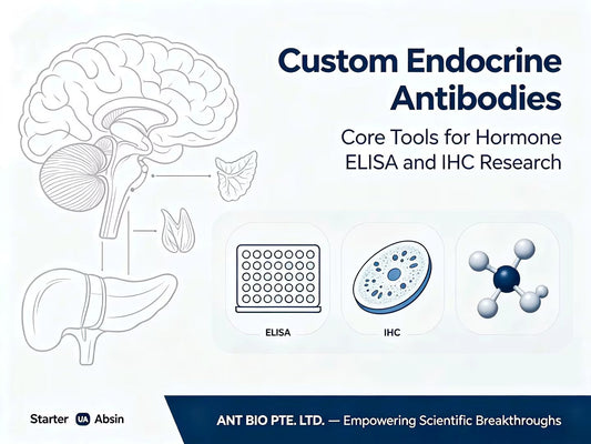 Custom Endocrine Antibodies: Core Tools for Hormone ELISA and IHC Research