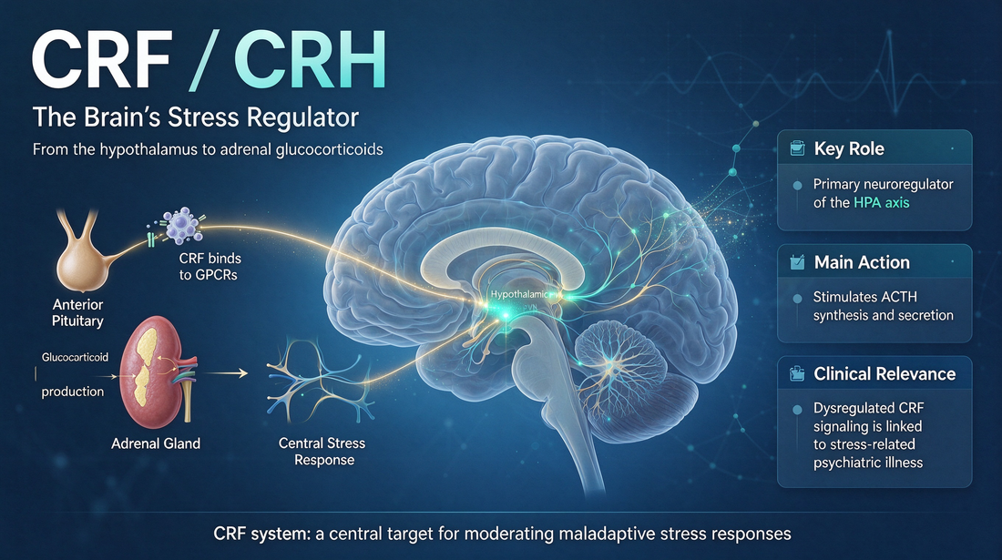 CRF Antibody Guide: Reading Stress Neuropeptide Regulation in the HPA Axis and Mental Disorders