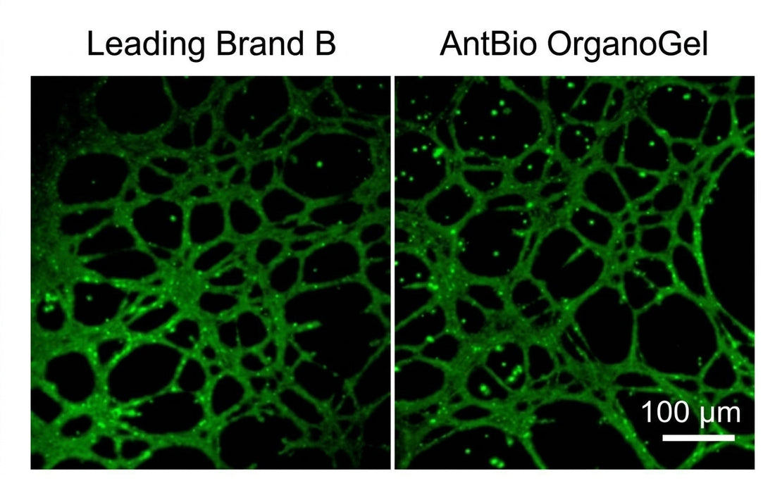 Basement‑Membrane Matrix: Versatile Tools for Organoid Culture, Angiogenesis Assays, In‑Vivo Tumorigenesis and Stem‑Cell Research