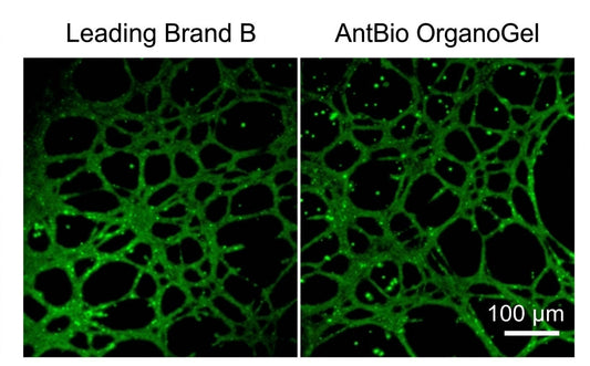 Basement‑Membrane Matrix: Versatile Tools for Organoid Culture, Angiogenesis Assays, In‑Vivo Tumorigenesis and Stem‑Cell Research