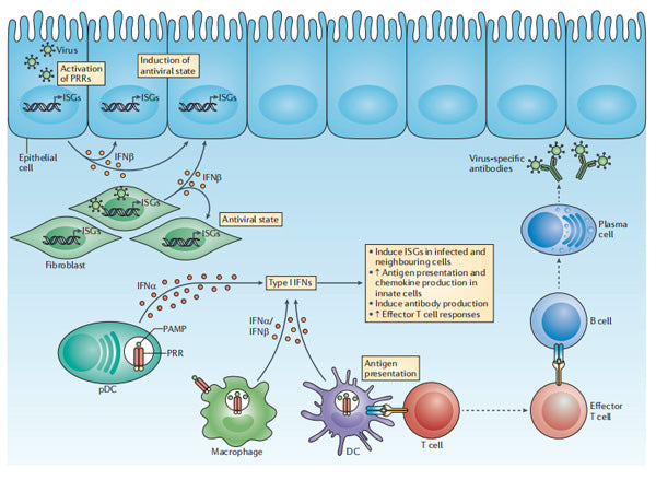 InVivoMAb anti-mouse IFNγ