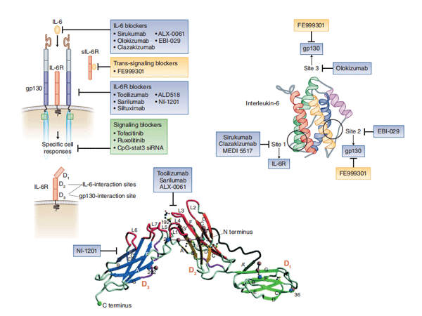 InVivoMAb anti-mouse IL-6