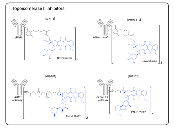 Introduction to ADC Drug Payloads