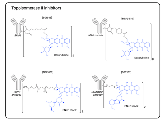 Introduction to ADC Drug Payloads