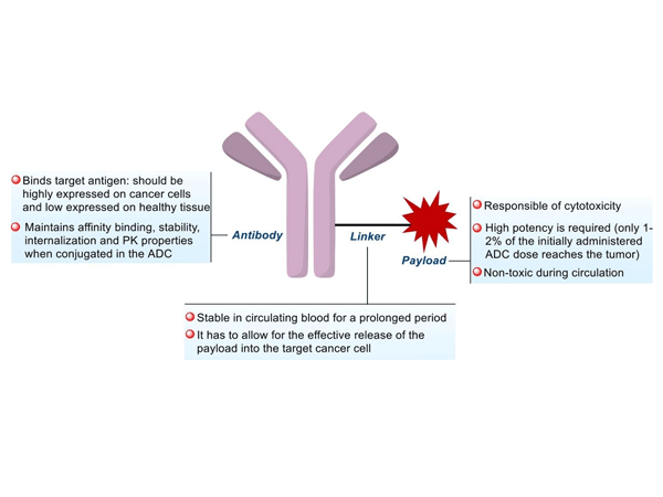 A New Era in Cancer Treatment: How ADC Drugs Rewrite Anti-Cancer Rules with "Precision Guidance + Super Warheads"