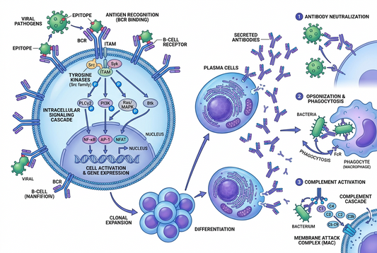 How Surface IgG3 Restrains B-Cell Receptor Signaling in Chronic HIV Infection