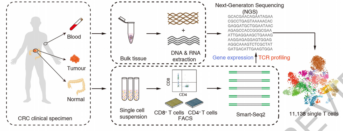 Application of mIHC in Exploring the Phenotypic and Functional Characteristics of Distinct T Cell Subsets