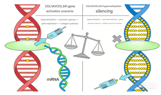 Unveiling Epigenetic Regulatory Mechanisms of Skin Aging: The Role of COL3A1 IHC Detection Kits by ANT BIO PTE. LTD.