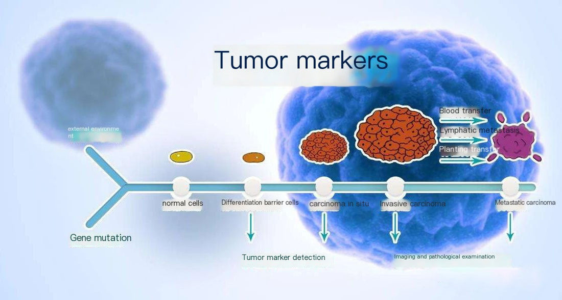 Immunohistochemical (IHC) Tumor Markers: Core Tools for Clinical Breast Cancer Diagnostics