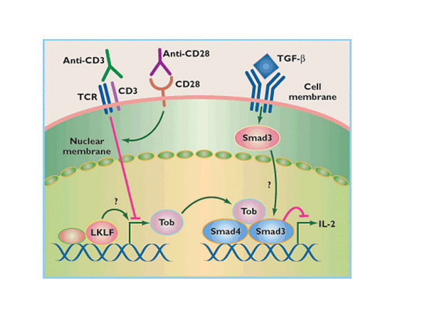 Starter Functional Antibodies