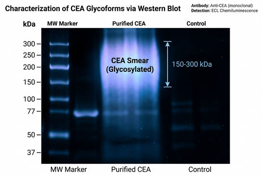 How to Select CEA/CEACAM5 Antibodies: The 77 kDa Prediction Versus 150-300 kDa Observation