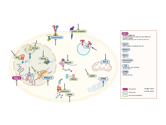 From Cell Killers to Immune Activators: The Three-Generation Evolution and Future Breakthroughs of ADC Payloads
