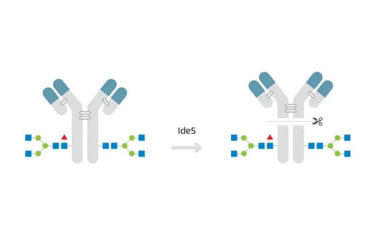 Antibody- cleaving enzyme products