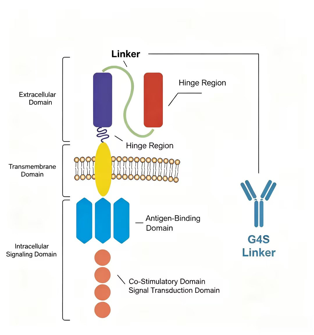How One-Stop Antibody Customization Empowers Scientific Research