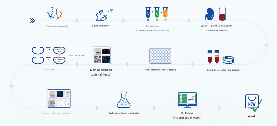 Recombinant Rabbit Monoclonal Antibodies: A New Frontier in Life Sciences Research