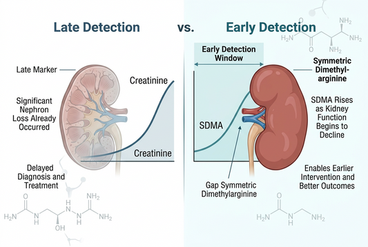 SDMA Antibodies: Detecting Early Renal Injury Before Creatinine Moves