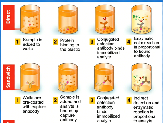Tag Antibodies & High Dynamic Range ELISA: Integrated Solutions for Recombinant Protein Research and Precise Quantification