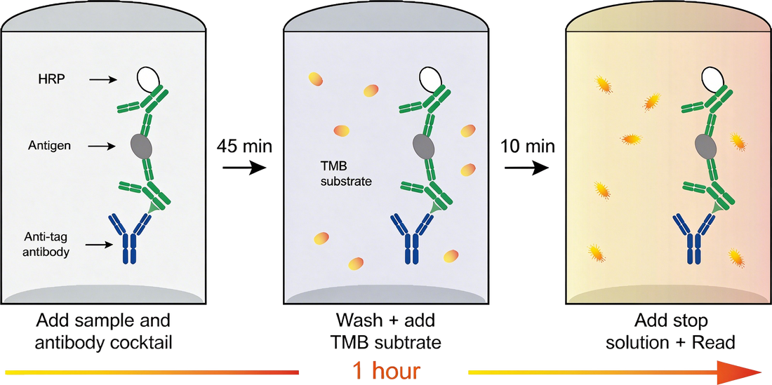 One-Step ELISA Kits: Why Protein Quantification Is Moving from Multi-Step to Single-Step