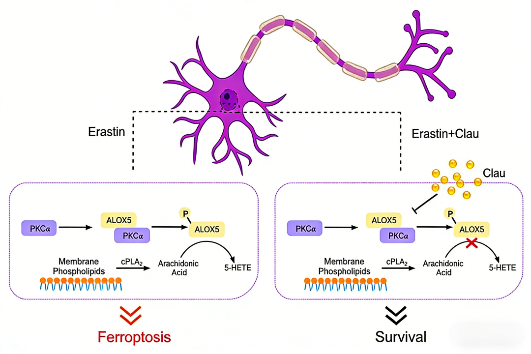 PKCα Signaling Pathway in Neurodegenerative Diseases: Mechanistic Insi ...