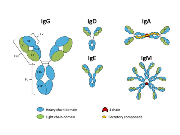 15-Minute Miracle: The Fastest Mouse Ig Isotyping ELISA Kit.