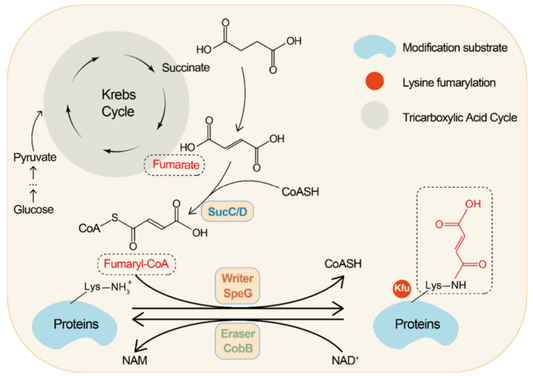 Four Novel Metabolite-Driven PTMs Are Redrawing the Post-Translational Modification Landscape