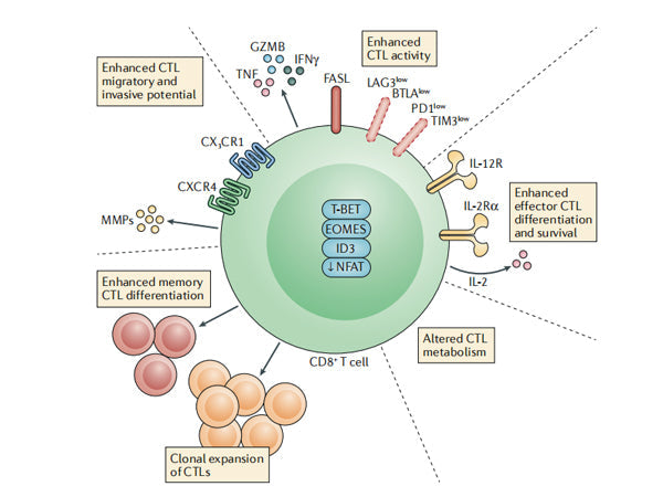 Starter's Featured Product Recommendation - InVivoMAb anti-mouse CD4