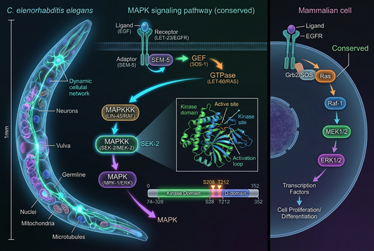 SEK-2 in C. elegans: A Conserved MAPK Node Across Stress, Development and Disease Models