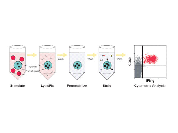 Starter Antibody Application Cases - Th1/Th2/Th17 Induction and Differentiation