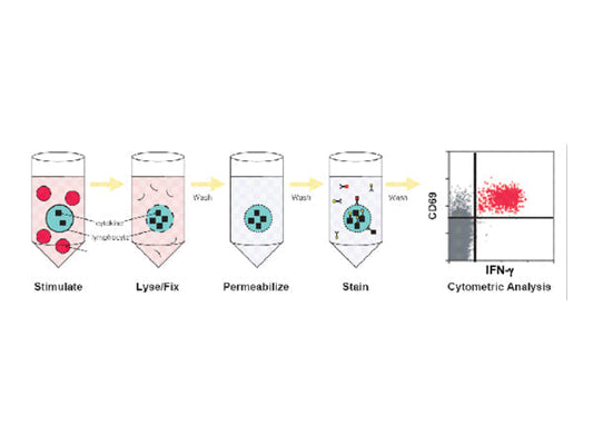 Starter Antibody Application Cases - Th1/Th2/Th17 Induction and Differentiation