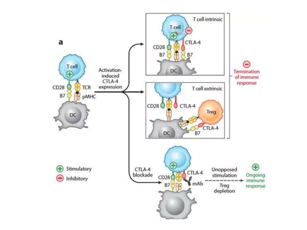 Functional Antibody Recommendation: CTLA-4, an Immune Checkpoint Target
