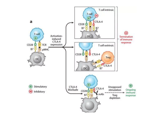 Functional Antibody Recommendation: CTLA-4, an Immune Checkpoint Target
