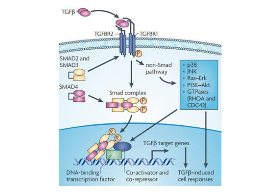 Starter's Featured Product Recommendation: TGF-β