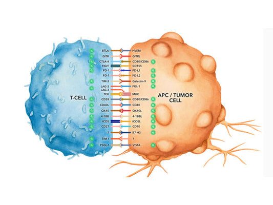 Starter's Best - Selling Immune Checkpoint Antibodies