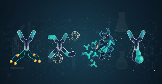 Innovative Directions for Modern Biopharma Antibody‑Discovery and Antibody‑Engineered Therapeutic Basic‑Research